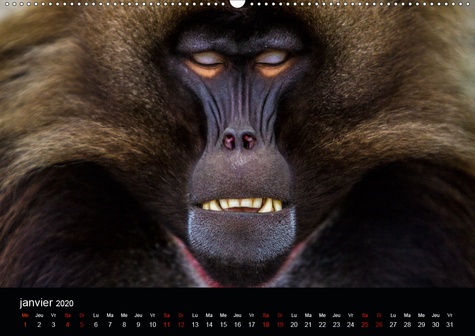 CALVENDO Animaux  Les Primates(Premium, hochwertiger DIN A2 Wandkalender 2020, Kunstdruck in Hochglanz). Retrouvez les portraits des principaux représentant des primates. (Calendrier mensuel, 14 Pages )