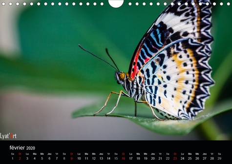 CALVENDO Nature  Les papillons exotiques (Calendrier mural 2020 DIN A4 horizontal). Calendrier mensuel de 14 pages dédié aux  majestueux papillons (Calendrier mensuel, 14 Pages )