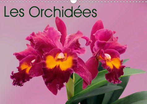 CALVENDO Nature  Les Orchidées (Calendrier mural 2020 DIN A3 horizontal). Les orchidées exotiques (Calendrier mensuel, 14 Pages )