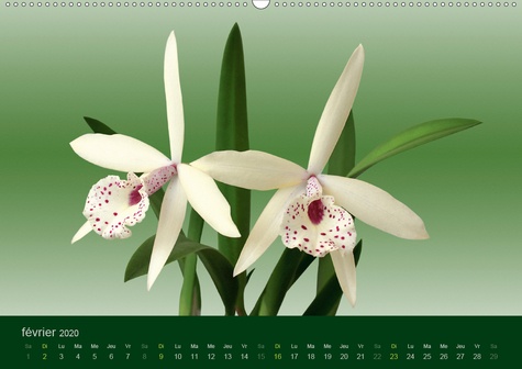 CALVENDO Nature  Les Orchidées(Premium, hochwertiger DIN A2 Wandkalender 2020, Kunstdruck in Hochglanz). Les orchidées exotiques (Calendrier mensuel, 14 Pages )