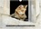 CALVENDO Animaux  Chats et paysages en tableaux (Calendrier mural 2020 DIN A4 horizontal). Série de 12 tableaux, créations originales de portraits de chats en extérieur. (Calendrier mensuel, 14 Pages )