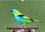 CALVENDO Animaux  Oiseaux exotiques en peinture (Calendrier mural 2020 DIN A3 horizontal). Série de 12 créations originales d'oiseaux exotiques des espèces les plus colorées (Calendrier mensuel, 14 Pages )