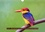 CALVENDO Animaux  Oiseaux exotiques en peinture (Calendrier mural 2020 DIN A4 horizontal). Série de 12 créations originales d'oiseaux exotiques des espèces les plus colorées (Calendrier mensuel, 14 Pages )