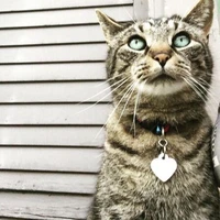 The Story Of Kung Pao