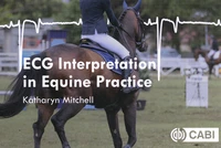 ECG Interpretation in Equine Practice