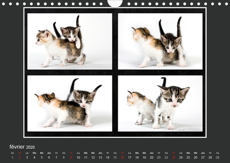 CALVENDO Animaux  Quelles mimiques ces chatons (Calendrier mural 2020 DIN A4 horizontal). Un calendrier plein d'humour (Calendrier mensuel, 14 Pages )