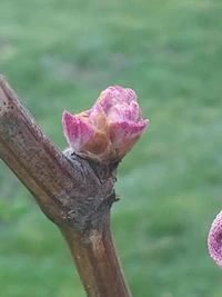 Modern Grapes for Cool Climates