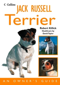 Jack Russell Terrier