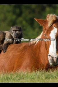 Bermuda-Shen and Hor-gus-us