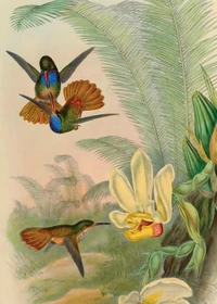 Puzzle Colibris (1000 pièces)