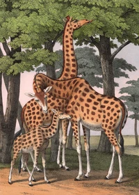 Puzzle Girafes (1000 pièces)