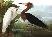 Puzzle Hérons (1000 pièces)