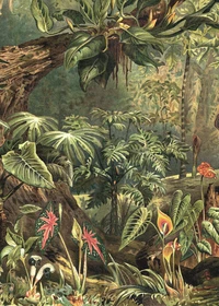 Puzzle Jungle (1000 pièces)