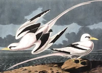 Puzzle Mouettes (1000 pièces)