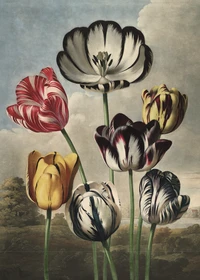 Puzzle Tulipes (1000 pièces)