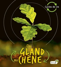 Du gland au chêne