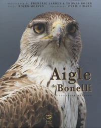 Aigle de Bonelli