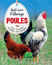 Poules, tout sur l'élevage