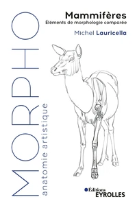 Morpho Mammifères