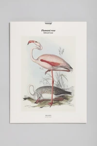 Flamant rose