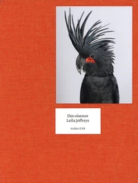 Des oiseaux