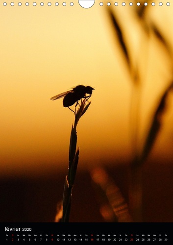 CALVENDO Nature  Le peuple des herbes (Calendrier mural 2020 DIN A4 vertical). Photos d'insectes (Calendrier mensuel, 14 Pages )