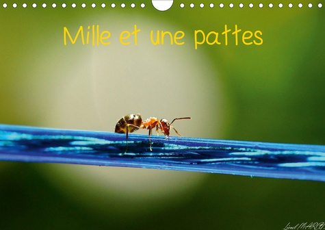 CALVENDO Animaux  Mille et une pattes (Calendrier mural 2020 DIN A4 horizontal). Photographie d'insectes (Calendrier mensuel, 14 Pages )