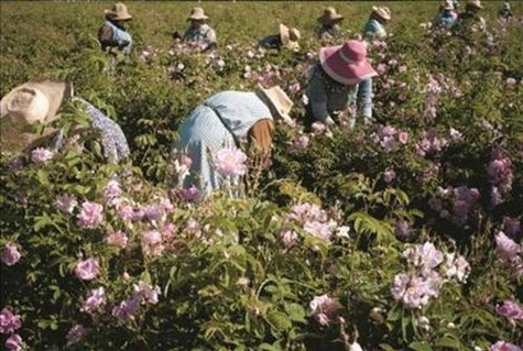 Dans les champs de Chanel. A Pégomas, en pays de Grasse : Coffret 6 ouvrages