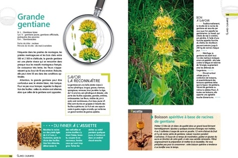 Cueillettes sauvages en Auvergne-Limousin-Quercy. 60 plantes et fruits à glaner