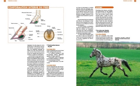 Encyclopédie pratique du cheval & du cavalier