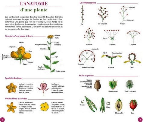 Plantes comestibles & médicinales des Alpes