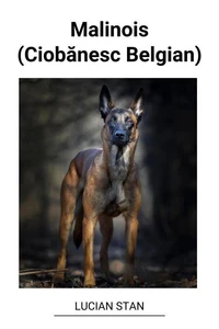 Malinois (Ciobănesc Belgian)