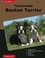 Traumrasse Boston Terrier