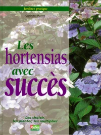 Les hortensias avec succès