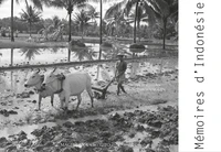Mémoires d'Indonésie