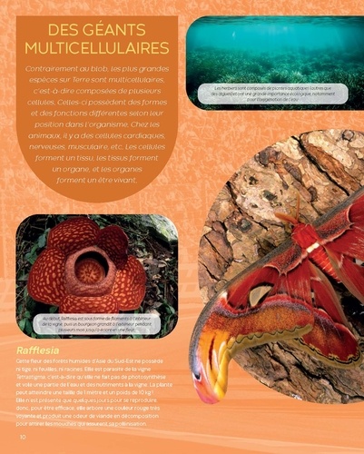 Blob et espèces étonnantes