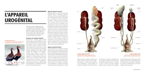 Sexe et séduction chez les oiseaux