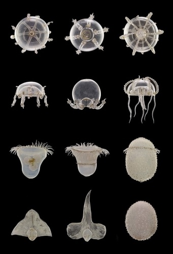 D'après nature. Formes de Haeckel et modèles en verre des Blaschka