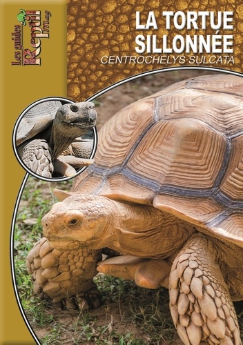 La tortue sillonnée. Centrochelys sulcata