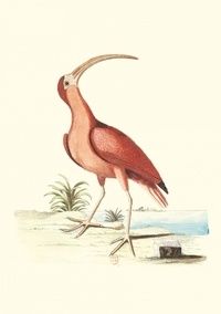 Mark Catesby et George Edwards - Carnet - Recueil de divers oiseaux.