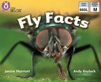 Fly Facts