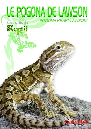 Le pogona de Lawson. Pogona henrylwasoni