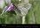 CALVENDO Nature  Les papillons de Provence (Calendrier mural 2020 DIN A3 horizontal). Les beaux papillons aux couleurs de la Provence. (Calendrier mensuel, 14 Pages )