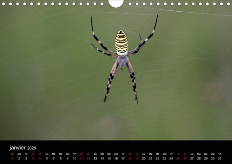 CALVENDO Nature  Nos amies les araignées (Calendrier mural 2020 DIN A4 horizontal). Le monde des araignées et des insectes (Calendrier mensuel, 14 Pages )