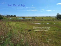 Salt Marsh Life