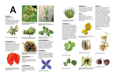 Dictionnaire visuel de botanique