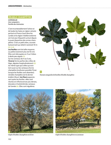 Dictionnaire visuel des arbres et arbustes communs
