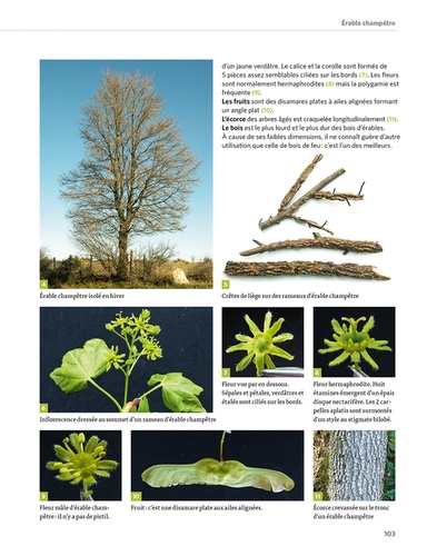 Dictionnaire visuel des arbres et arbustes communs