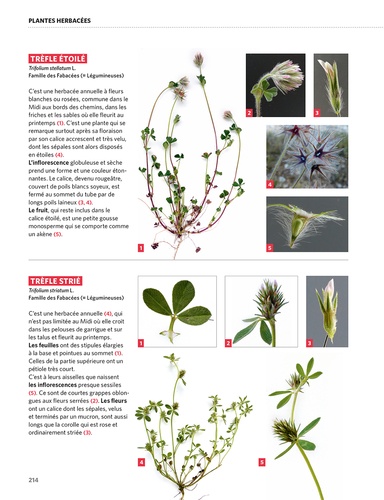 Dictionnaire visuel des plantes de la Garrigue et du Midi