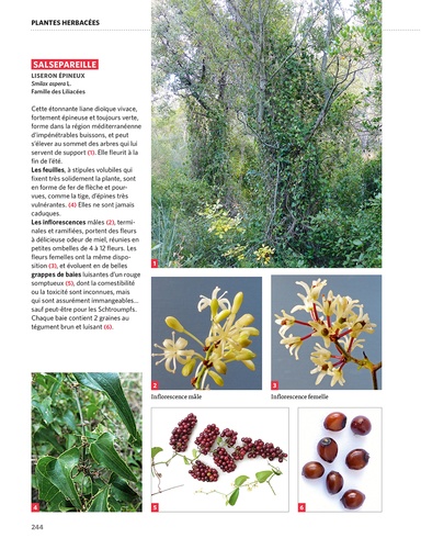Dictionnaire visuel des plantes de la Garrigue et du Midi
